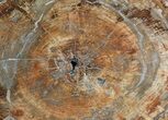 Colorful Petrified Wood Round - Madagascar #69382-1